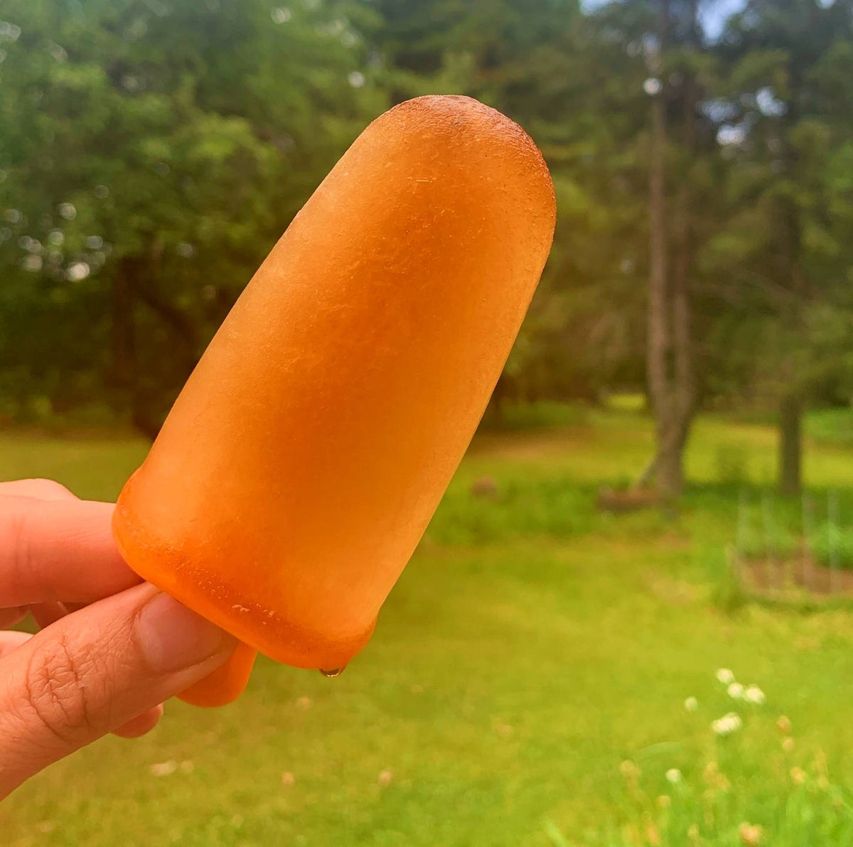 Anna’s Mint-Maple Popcicles – Circle Back Farm